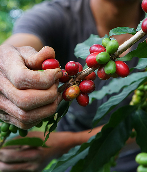 cherry picking