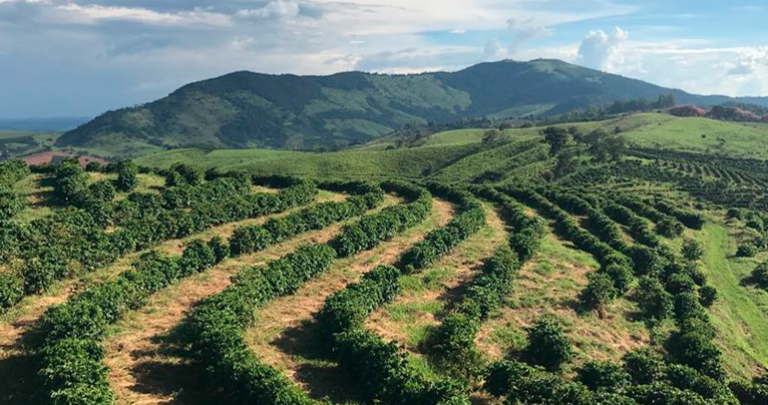 viaggio nel mondo del caffè